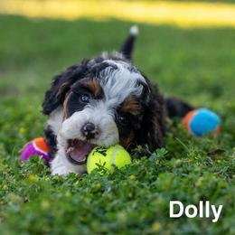 Dolly - Tri-color female Bernedoodle puppy in Stuart, Oklahoma from G Ridge Kennels