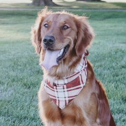 Pipitt - Golden Retriever