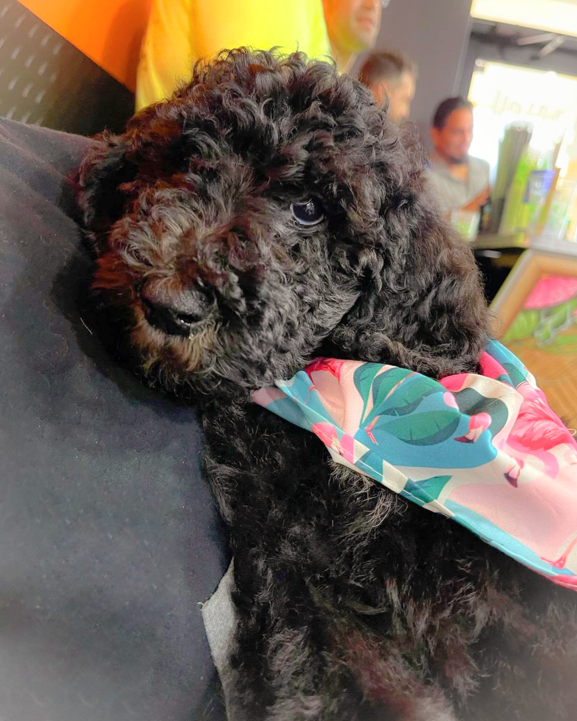 Apollo - Black Labradoodle puppy in Florida from 7 Puppies