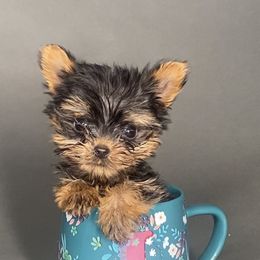 Pomeranian and Yorkshire Terrier Puppies from BC Breeders Association