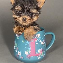 Pomeranian and Yorkshire Terrier Puppies from BC Breeders Association