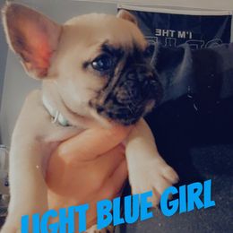 Mint - Fawn and white female French Bulldog puppy in Reno, Nevada from Silver State Bulldogs
