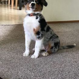 Australian Shepherd and Catahoula Leopard Dog Puppies from Forte Australian Shepherds & Co.