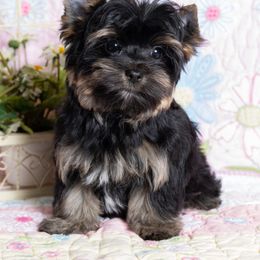 Yorkshire Terrier Puppies from Absolut' Parti Yorkies
