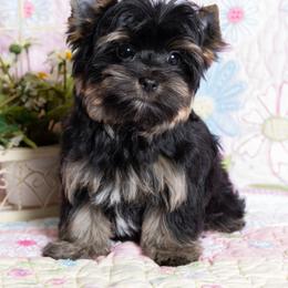 Yorkshire Terrier Puppies from Absolut' Parti Yorkies