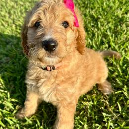 Abigail - Red  female Goldendoodle puppy in Pasadena, Texas from Toledo Creek Doodles