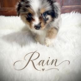 Rain - Blue merle female Miniature Australian Shepherd puppy in Lubbock, Texas from Baby Storm Kennels