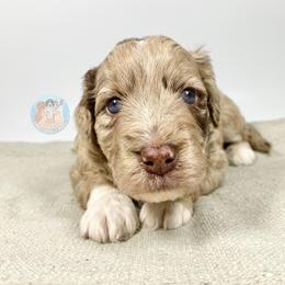 Aussiedoodle and Goldendoodle Puppies from Dandy Doodle Ranch