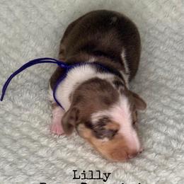 Lilly - Dapple female Dachshund puppy in Lexington, Oklahoma from BooneDox Miniature Dachshunds
