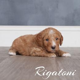 Rigatoni (Yellow Collar) - Apricot female Goldendoodle puppy in Guthrie, Oklahoma from Edmond Doodles, LLC