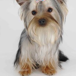 Nipsey - Yorkshire Terrier