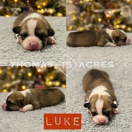 Luke - Red male Pembroke Welsh Corgi puppy in Raymond, Illinois from Thomas Acres
