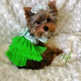 Bullmastiff and Yorkshire Terrier Puppies from Living in the Dog Houze