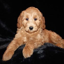 Goldendoodle Puppies from Lakeshore Doodles