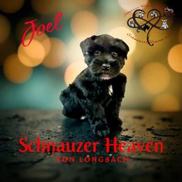 Joel AKC - Black male Miniature Schnauzer puppy in Pelzer, South Carolina from Schnauzer Heaven Von Longbach