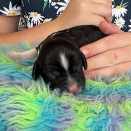Emerald - Black and white female English Springer Spaniel puppy in St Johnsbury, Vermont from Paradise Valley Springers