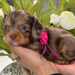 Wasbi - Tri-color female Cavalier King Charles Spaniel puppy in Yuciapa, California from AlltheDoodlez_
