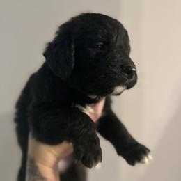 Girl 1 - Brindle - female Golden Mountain Dog puppy in Montrose, Michigan from Spraggins Sweet Acres