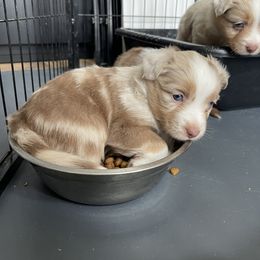 Australian Shepherd, Miniature American Shepherd, Miniature Australian Shepherd, and Toy Australian Shepherd Puppies from Painted Blue Aussies