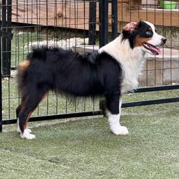 Pecan - Black tri male Miniature American Shepherd puppy in Garysburg, North Carolina from Schaefer's Miniature American Shepherds