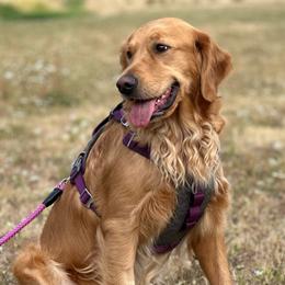 Coco - Golden Retriever