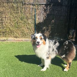 Hope - Blue merle female Australian Shepherd puppy in Lakewood, California from Cloud Nine Kennel