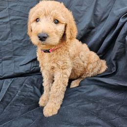 Labradoodle Puppies from Jesus Castro