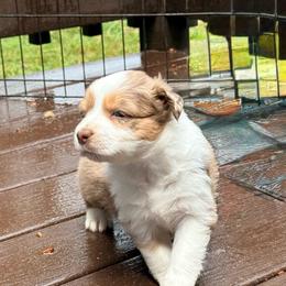 Ember - Red merle female Australian Shepherd puppy in Yelm, Washington from Country Rose Australian Shepherds