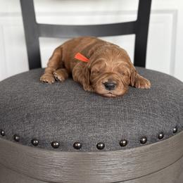 Aussiedoodle and Goldendoodle Puppies from Montana Raised Doodles