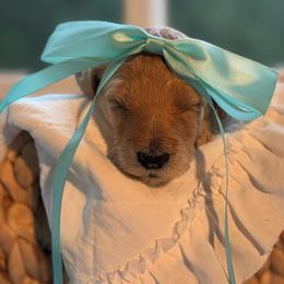 Teal - Apricot female Goldendoodle puppy in Ranger, Georgia from Muscadine Meadows Poodles and Doodles