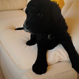 Reggie - Black male Goldendoodle puppy in Murrieta Ca, California from Gloria's Goldendoodles