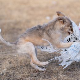 Silken Windhound Puppies from Redshift Silken Windhounds