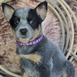Spur - Blue speckled female Australian Cattle Dog puppy in Prescott Valley, Arizona from HT Heelers