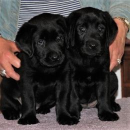 Labrador Retriever Puppies from Lorlyn Labradors