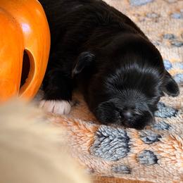 Helena - Black female Shih Tzu puppy in Durham, North Carolina from The 🐾 Tang Clan Chronicle & Nursery