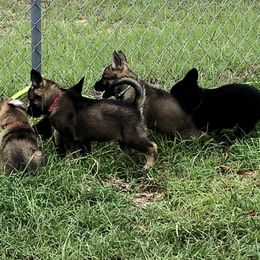 German Shepherd Puppies from Guamany K9 Vomhaus