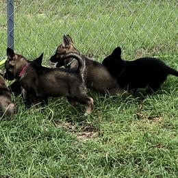 German Shepherd Puppies from Guamany K9 Vomhaus