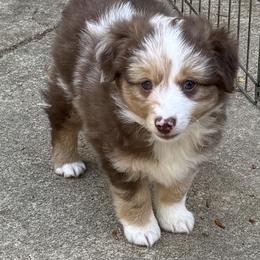 Aussiedoodle and Miniature American Shepherd Puppies from Lori Davis