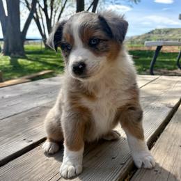 Apollo - Blue merle male Australian Shepherd puppy in Preston, Idaho from KC Bar Ranch Aussies