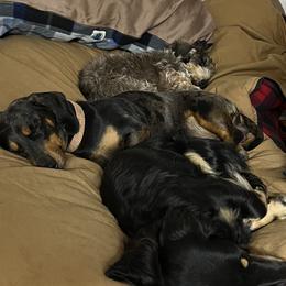 Dachshunds from Pams Puppies