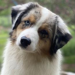 Kimmy - Australian Shepherd