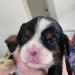 Pretty in pink - Tri-color female Cavalier King Charles Spaniel puppy in Albany, Oregon from Hit Parade Cavaliers