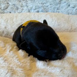 Yellow Collar Female - Black and white female Staffordshire Bull Terrier puppy in Princeton, Minnesota from Thor’s Beagles & Maha’s Staffy