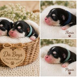 Pippin - Black and white male Pomsky puppy in Redding, California from Jubilee Hills