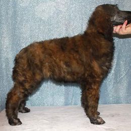 Poodle Puppies from Sapphire Poodles