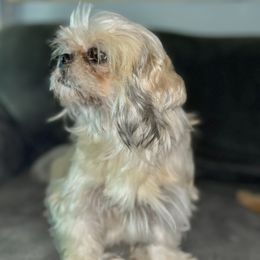 Minks - Shih Tzu