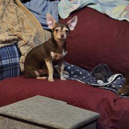 Chummy - Chocolate brindled fawn male Chihuahua puppy in Meridian, Oklahoma from Crazy Love Kennels