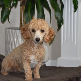 Peanut - Poodle