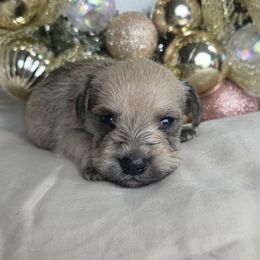 Fred - White male Miniature Schnauzer puppy in Titusville, Florida from Alysha's Grandbabies