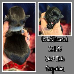 Gray collar - Black male Shih Tzu puppy in Kosciusko, Mississippi from The Dog House LLC